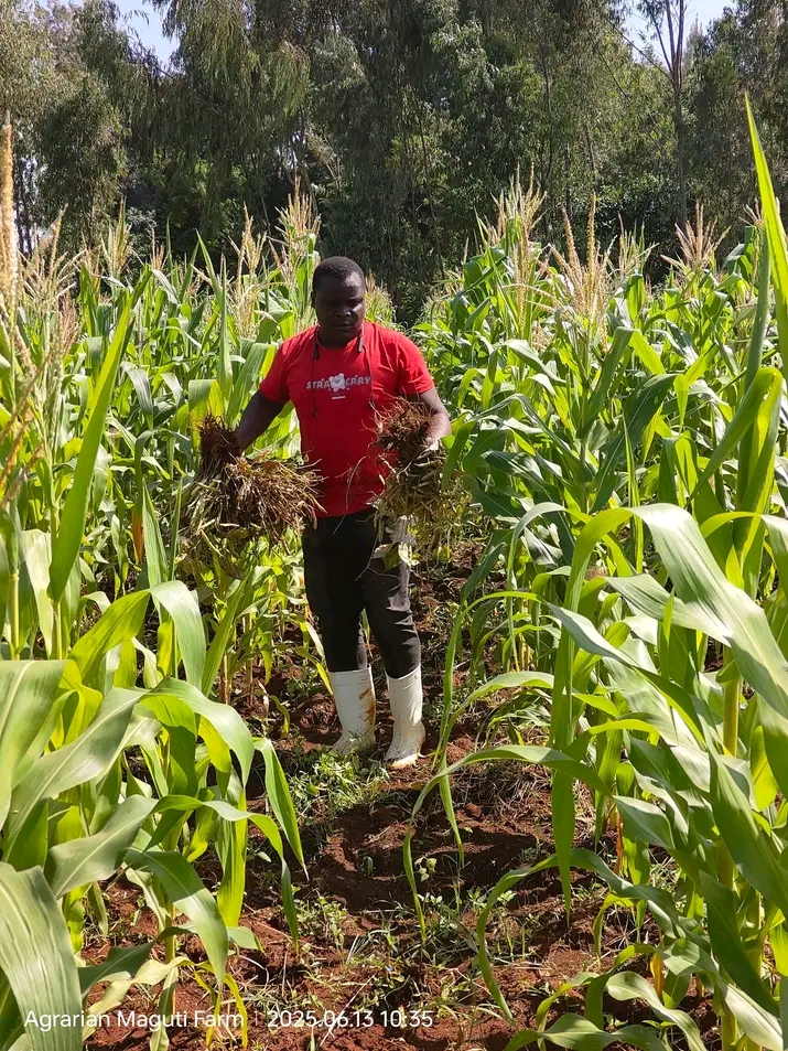 Farm